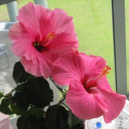 Hibiscus Bed & Breakfast 와이히 외부 사진