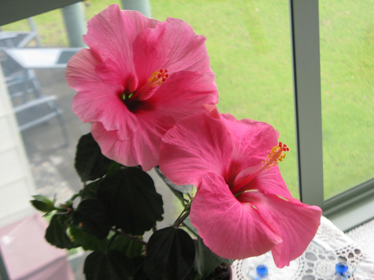 Hibiscus Bed & Breakfast 와이히 외부 사진